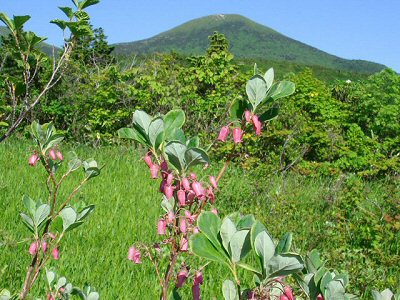 ウラジロヨウラク